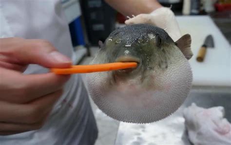 PsBattle: Pufferfish eating a carrot : r/photoshopbattles