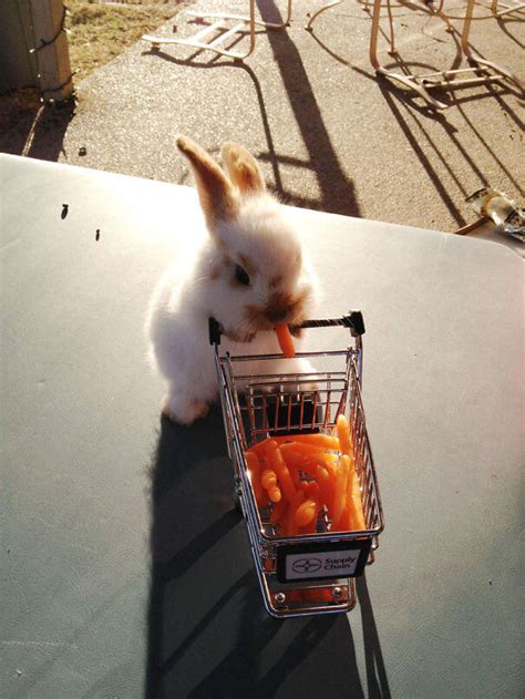 75 Cute Bunnies That Prove Cats And Dogs Are Not The Only Pets You Can Have