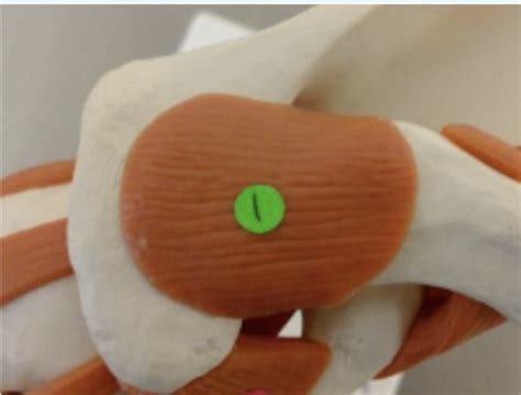 bio  lab exam  ligaments  tendons flashcards quizlet