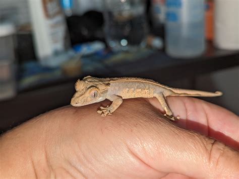 Crested gecko morph : r/CrestedGecko