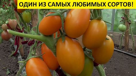 Томат Русские колокола. Его я буду выращивать всегда! Лучший томат ...