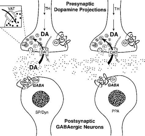 Dopamine Receptor | Semantic Scholar