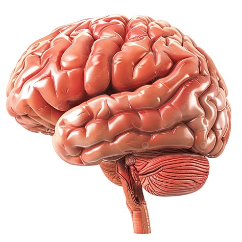 anatomy diagram stock vector illustration  brain