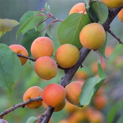 Купить семена Абрикос маньчжурский. Prunus mandshurica | Семена и ...