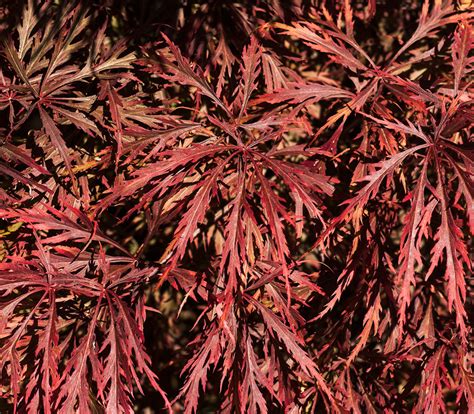 Acer palmatum - Dwarf Red Japanese Maple - Seeds