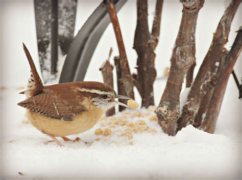 Carolina Wren | Audubon Field Guide