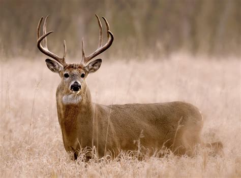 north carolina deer season 2024 schedule 3