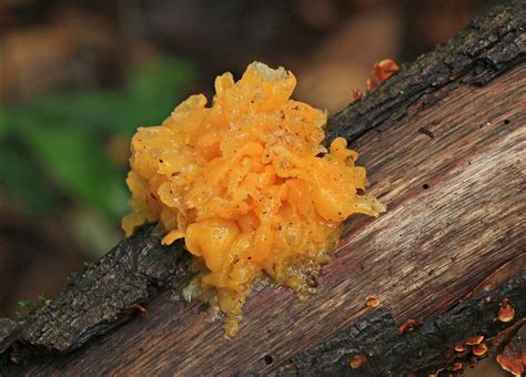 Don’t Hurt the Mushrooms! – Carla Brennan's Blog