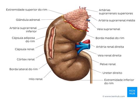 Onde Se Localiza O Rim - Anatomia Do Rim E Ureter. | Sistema urinário – GDXGQ