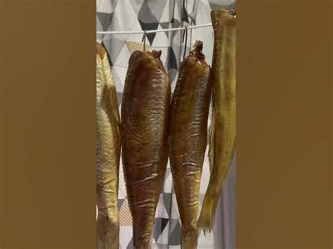 Судак холодного копчения. А так же вяленый судак и окунь! - YouTube