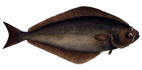 Atlantic Halibut - NAT