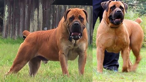 Boerboel