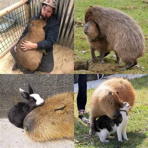 2038 best Capybara images on Pholder | Capybara, Aww and 196