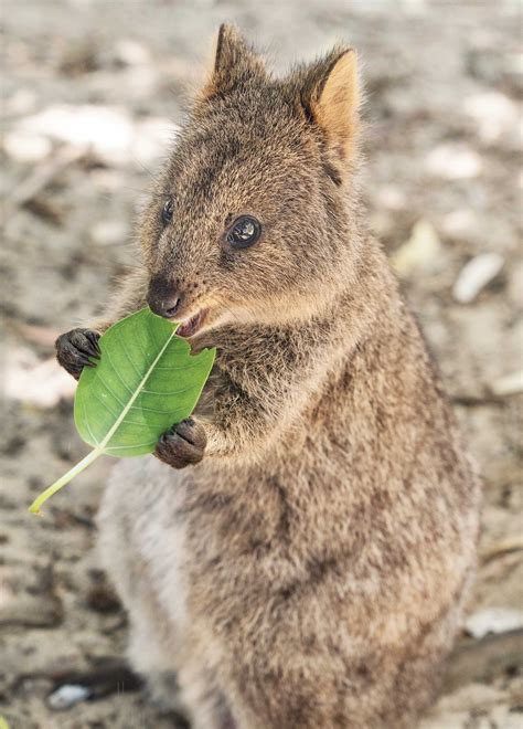 Cute Baby Quokka