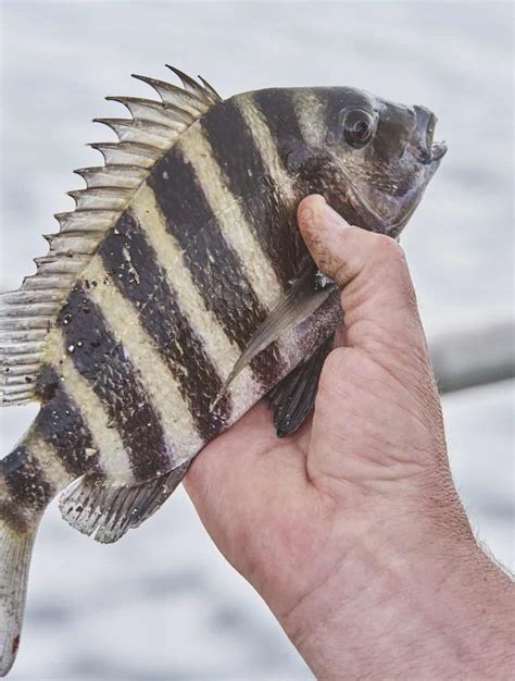 how to clean sheepshead