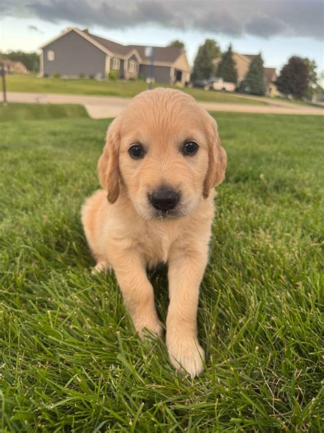 Golden Retriever Puppies For Sale In Wisconsin