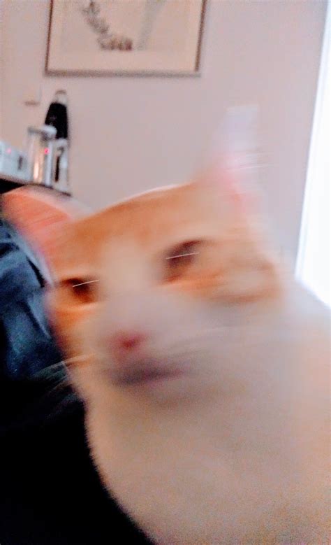 Motion Blur Cat : r/cats