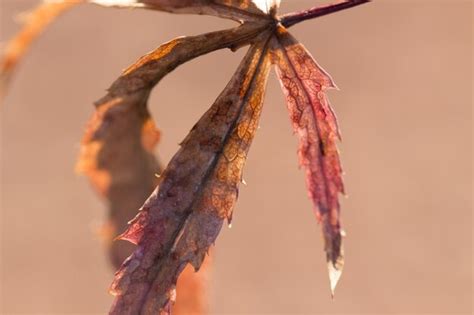 premium photo close   dried hanging outdoors