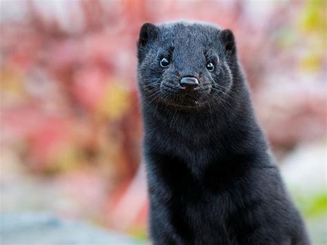 Black Ferret With Stare Look In Colorful Blur Background Ferret HD ...