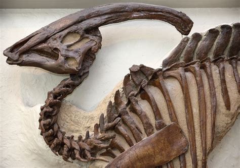 Fóssil De Dinossauro - Espantoso! Fóssil de dinossauro com a sua pele descoberto no Canadá