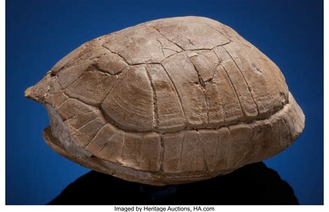 UNCOMMON SMALL FOSSIL TURTLE. Stylemys nebrascensis. Oligocene, | Lot