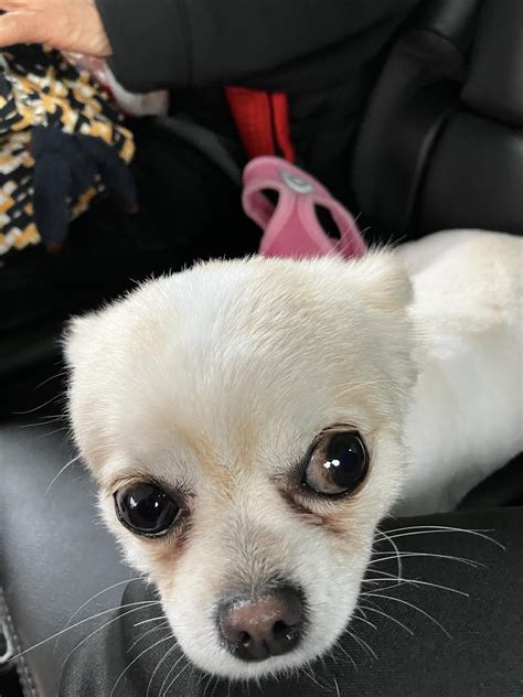 Everything about Chihuahuas
