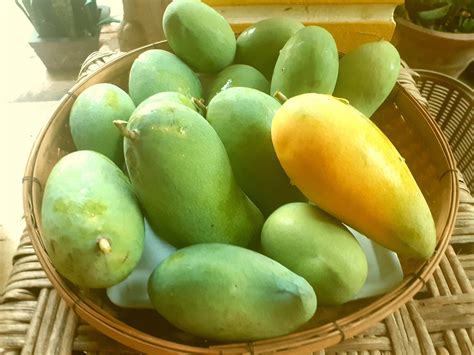 Dry Season or Wet Season? Mango Season! - Professionals doing good