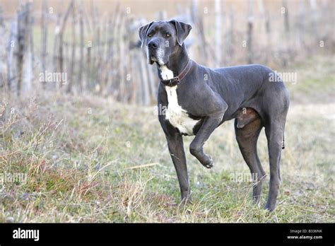 Great dane hi-res stock photography and images - Alamy