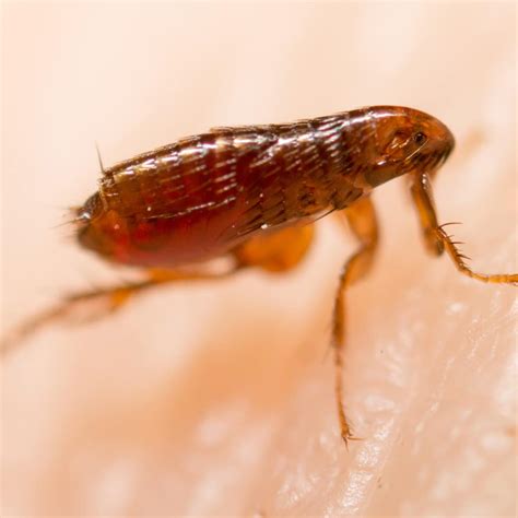 fleas green image lawn care