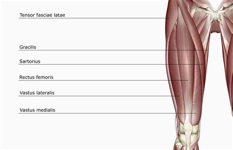 Rectus Femoris Muscle: Function and Anatomy