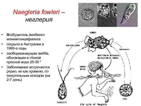 Тип Rhizopoda — ризоподы Класс Lobosea — лобозные