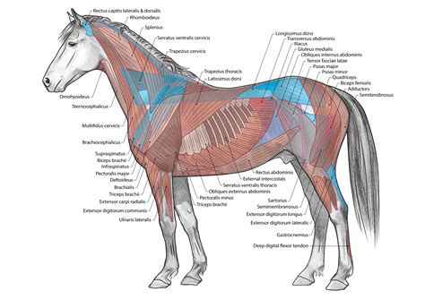 Horse Anatomy :: Behance
