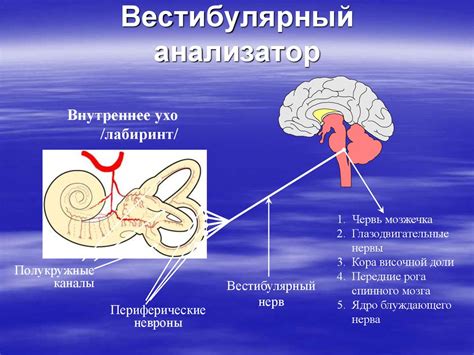 Головокружение и расстройства равновесия - презентация онлайн