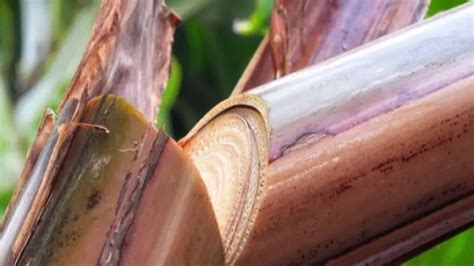 manfaat batang pohon pisang simak