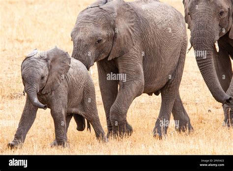 African elephant calf Stock Photo - Alamy