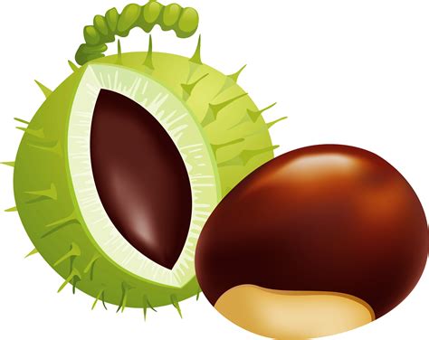 transparent nut clipart illustration clipartkey