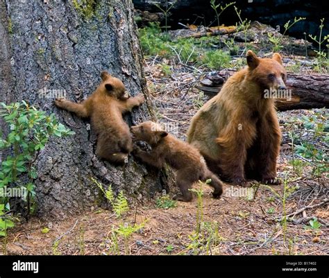 cinnamon bears (Ursus americanus) in Sequoia National Park California ...