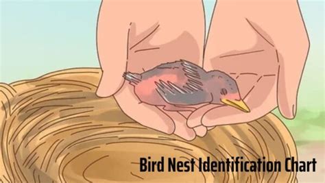 Bird Nest Identification Chart: How To Recognize And Differentiate Nest ...