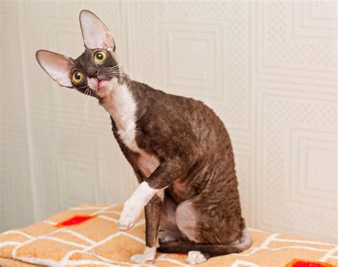 Cornish Rex: Cat Breed Profile, Characteristics & Care
