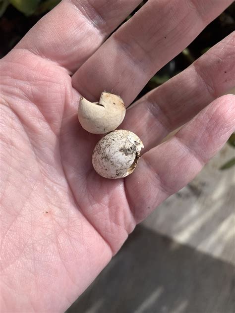 Identify species from eggshells? : r/reptiles