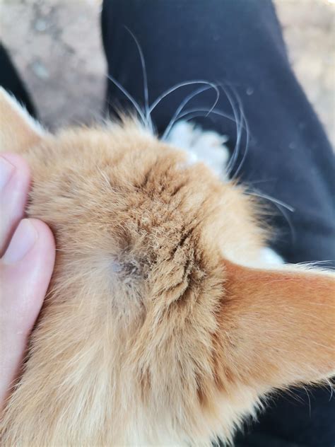 Is this a fungal infection? it looks like a patch of dandruff or flakes