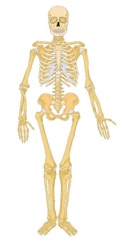 filehuman skeleton front  labelssvg wikimedia commons