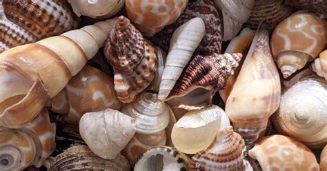 Sanibel Island Shells Guide: Finding the Best Seashells - Scenic States