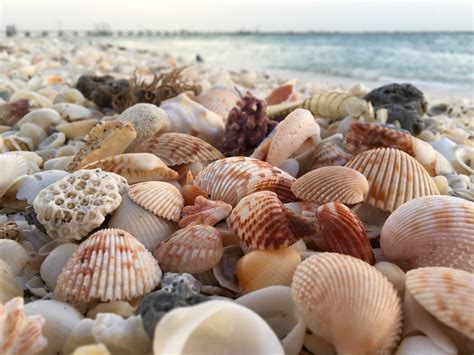 ecosystem services  shellfish reefs  marine diaries