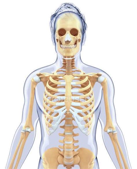 structural anatomy  adult human conceptual health stock photo