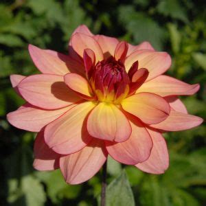 Uptown Girl | Swan Dahlias