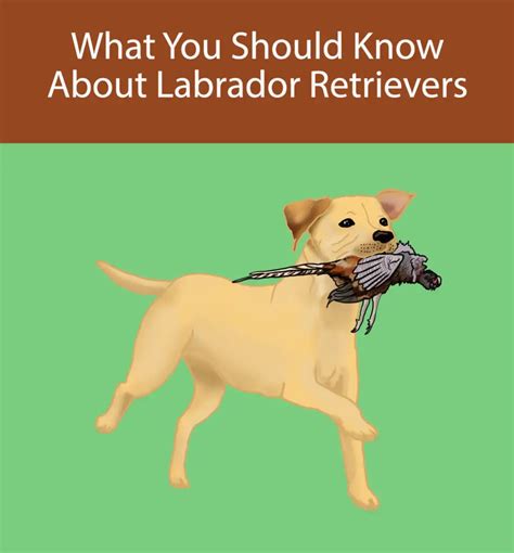 labradors  interesting facts    popular dog