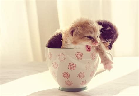 kittens teacup leanbh