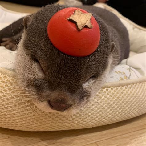 instagram otsuyu tomato loutre