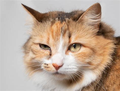 Cat Squinting One Eye: The 12 Causes Of The Wink